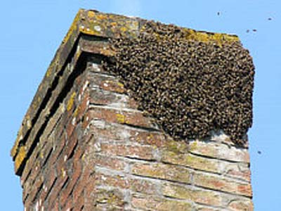 obstruction - beehive
