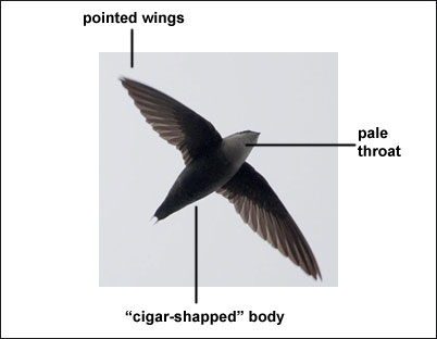 obstruction - chimney swift