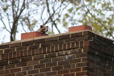 obstruction - raccoon